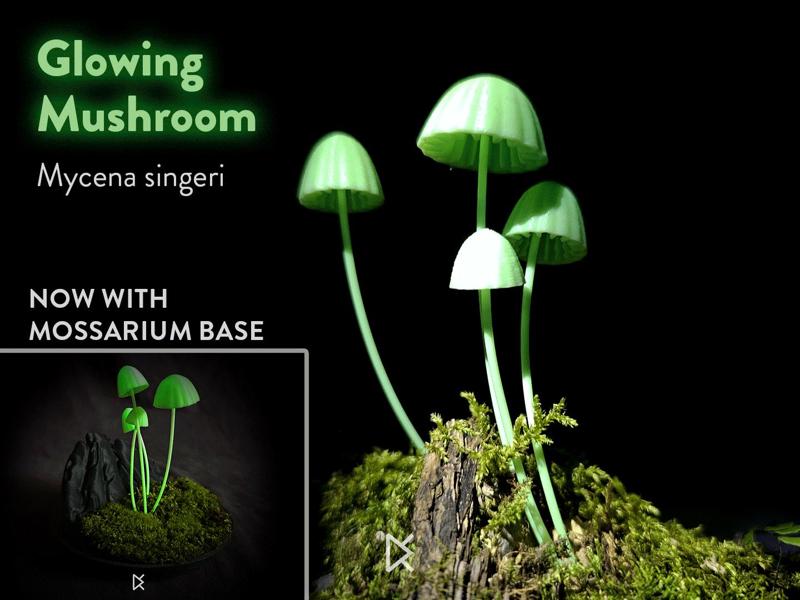 Bioluminescent Mushrooms - Mycenia Singeri