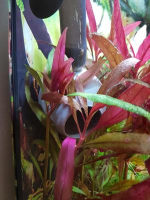 Aquarium "Bubble" Lily Pipe 16/22mm