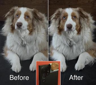 FocusTreat: Animal Photography Helper   
