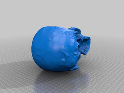 Split version of 3d Scanned Human Skull