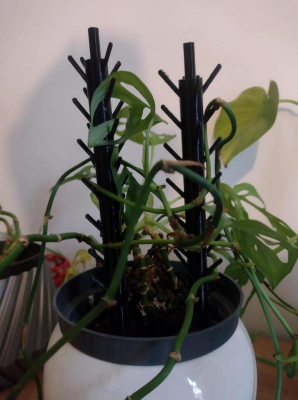 Flower Supports Monsterra