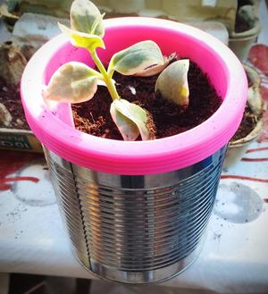 Flower pot can / Conserve