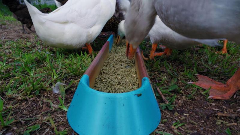 Envase de Alimentos para la Comida de Animales