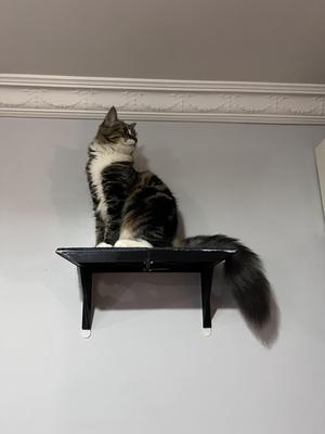 Catto Shelf Cat Shelf