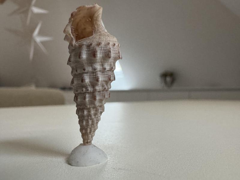 Cerithium snail shell with stand