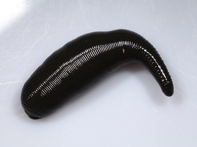 Leech Body