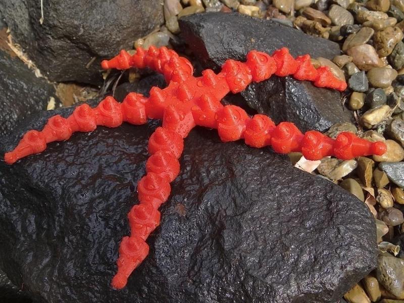 Customizable Starfish