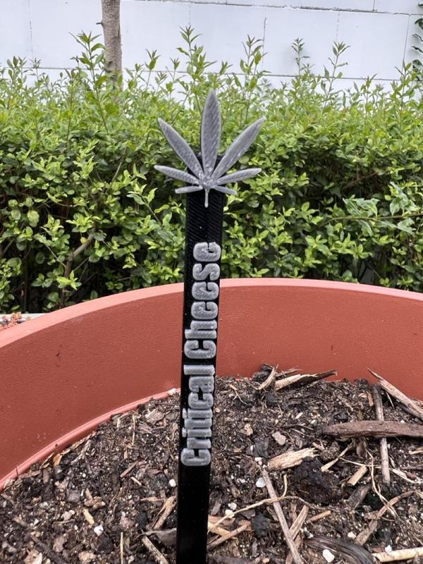 Critical Cheese Plant Tag