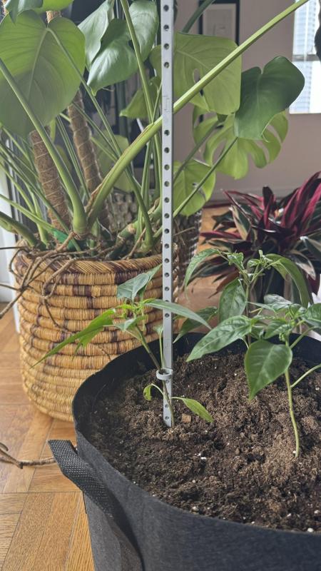 Planting Stake with Clips