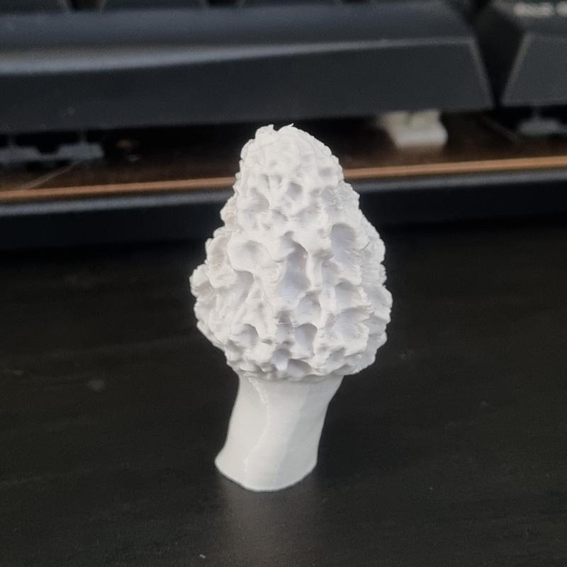 Morel Mushroom - Scan