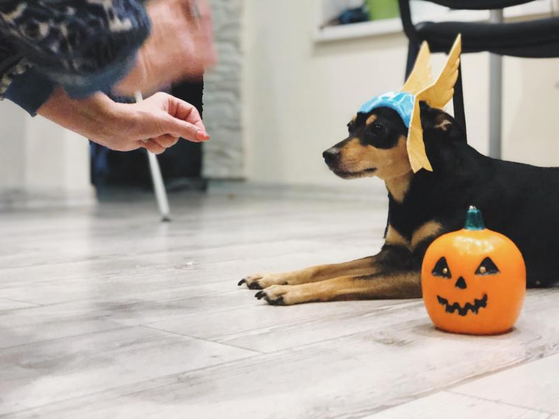A creative dog Halloween mask designed in SelfCAD