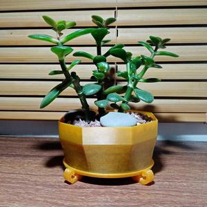 A small Bonsai style pot