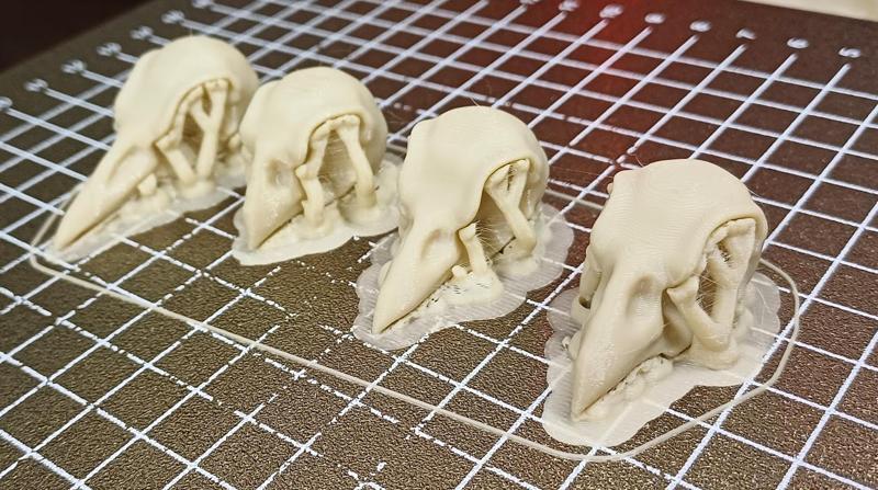 Darwin Finch Skulls - Darwinfinken Schädel