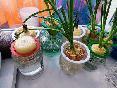 Remix of Mason Jar Bulb Sprouter