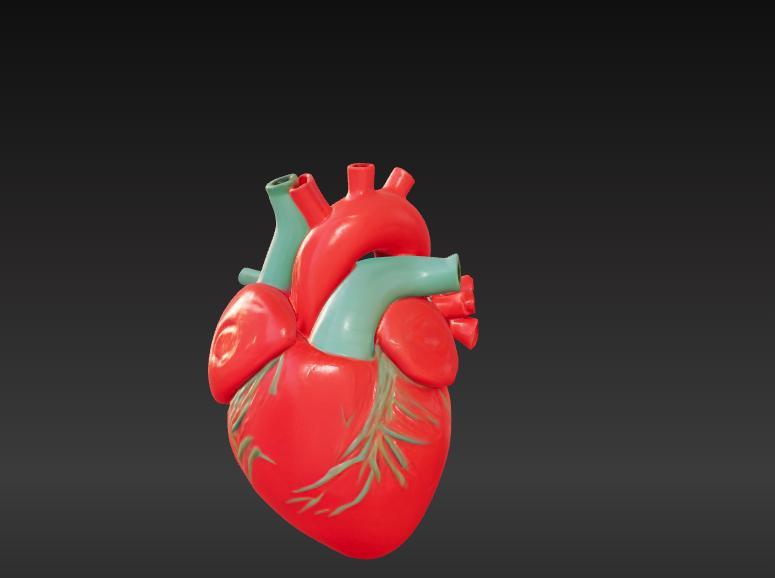 Anatomical Human Heart 3D Model STL File – Realistic and Detailed Design
