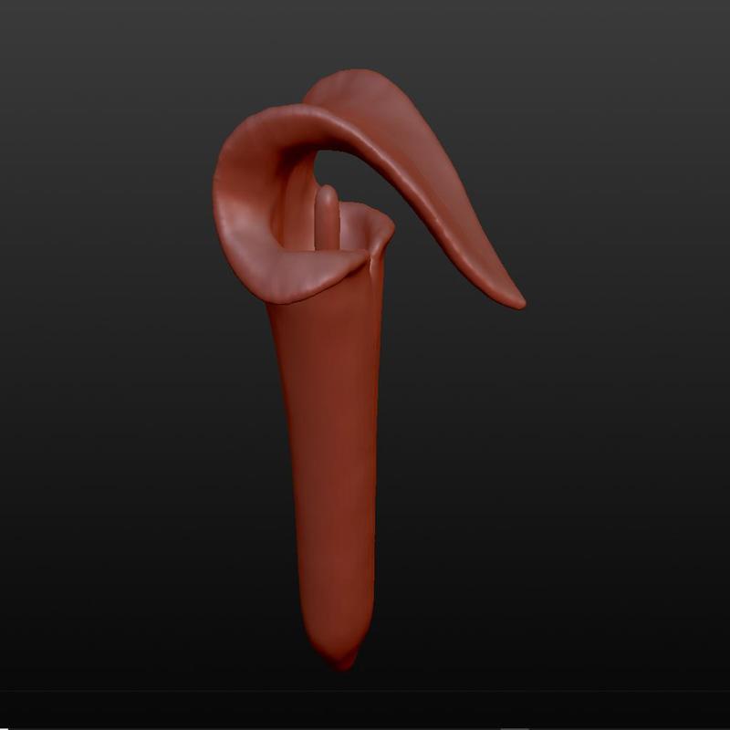 Arisaema triphyllum inflorescense