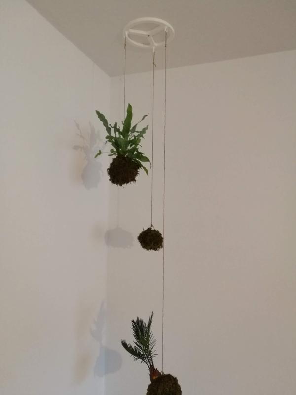 Ceiling Mount for Kokedamas