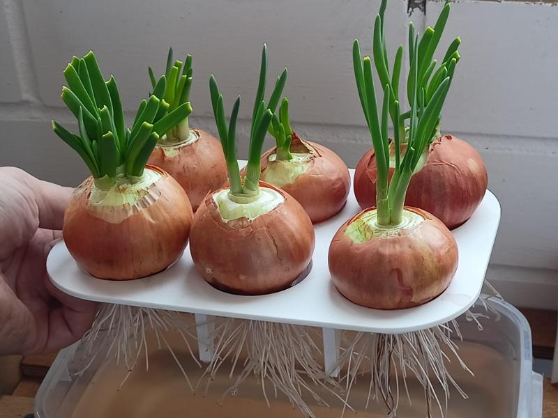 Onion Chives Planter