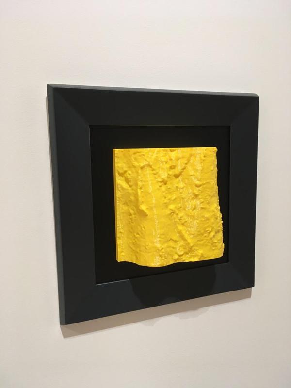 Xarma / Hornbeam / Carpe / Carpinus betulus