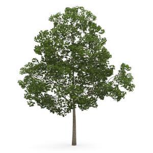 tree 3d model