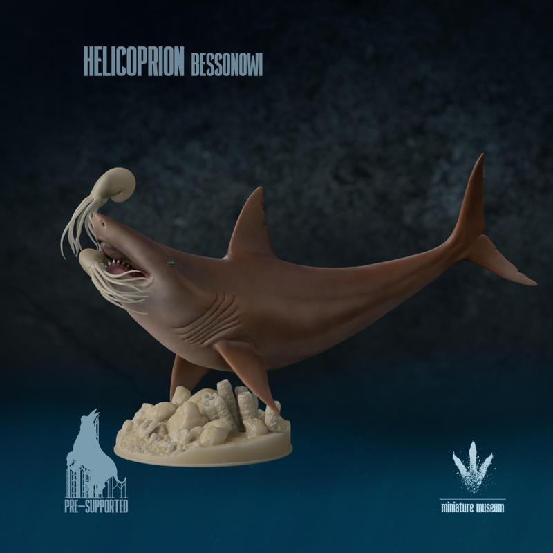 Helicoprion bessonowi : Feeding