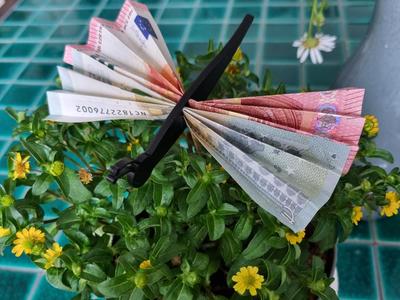 Moneygift Butterfly