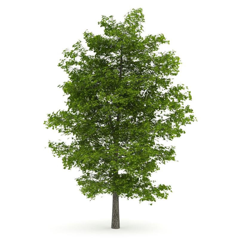 tree 3d model