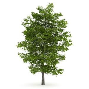 tree 3d model