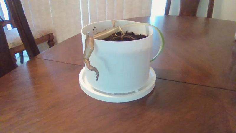 mothers day flower pot   