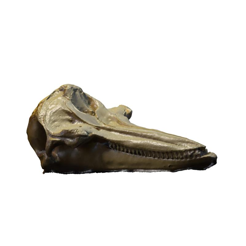 Bottle Nose Dolphin ANIMAL ANATOMY 3D MODEL WATER OCEAN RIVER SKELETON SKULL SHARK DOLPHIN HEAD
