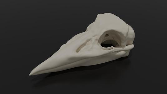 Raven skull
