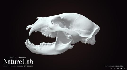 Black Bear Skull