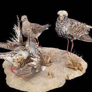 BIRD RIGGED RAPTOR FILE FBX 3MF STL 0 OBJ 3D PRINTING - DINOSAUR HORSE WINGS PREDATOR EAGLE