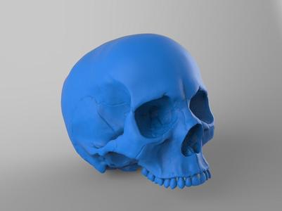 Skull