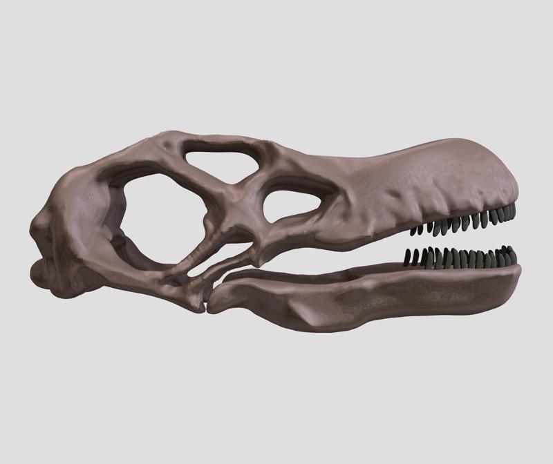 Patagotitan skull in 3D