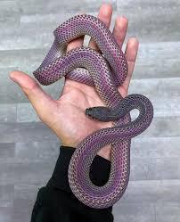 Purple Snakey Fella