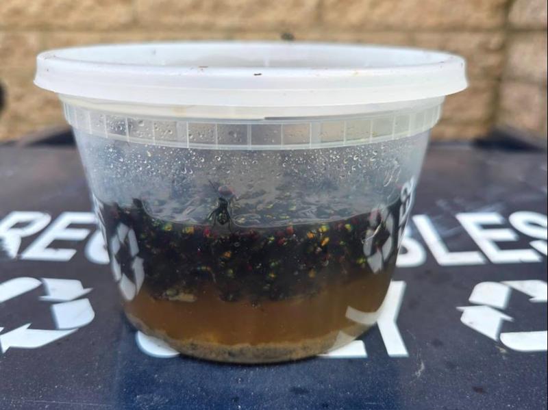 Simple and effective fly trap