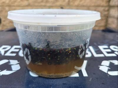 Simple and effective fly trap