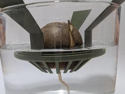 Single Avocado Seed Sprouter for a Glass