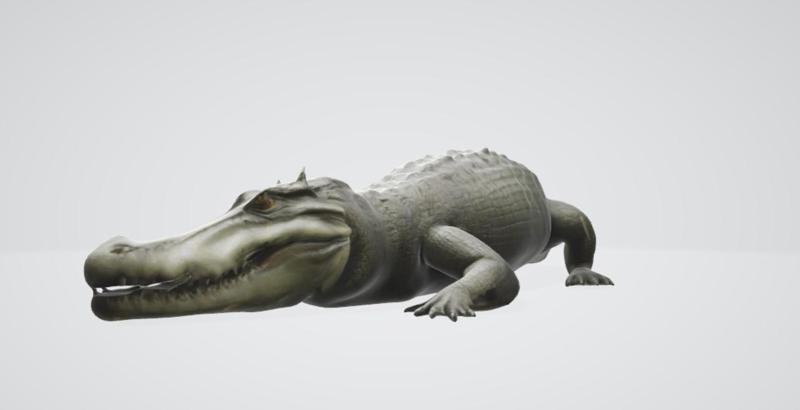 Crocodile