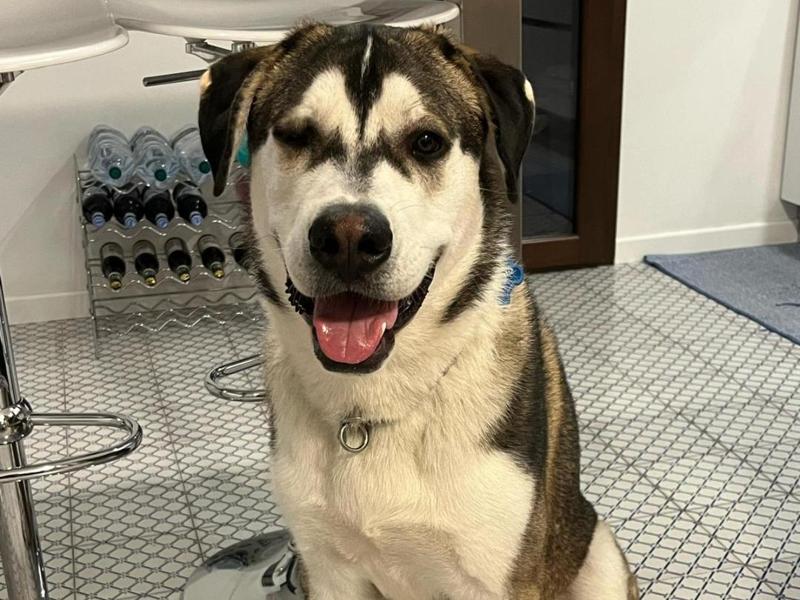 Husky mixed breed dog created with AI (by GR33N)