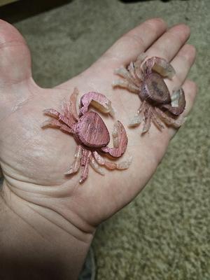 Crab Lure Mold