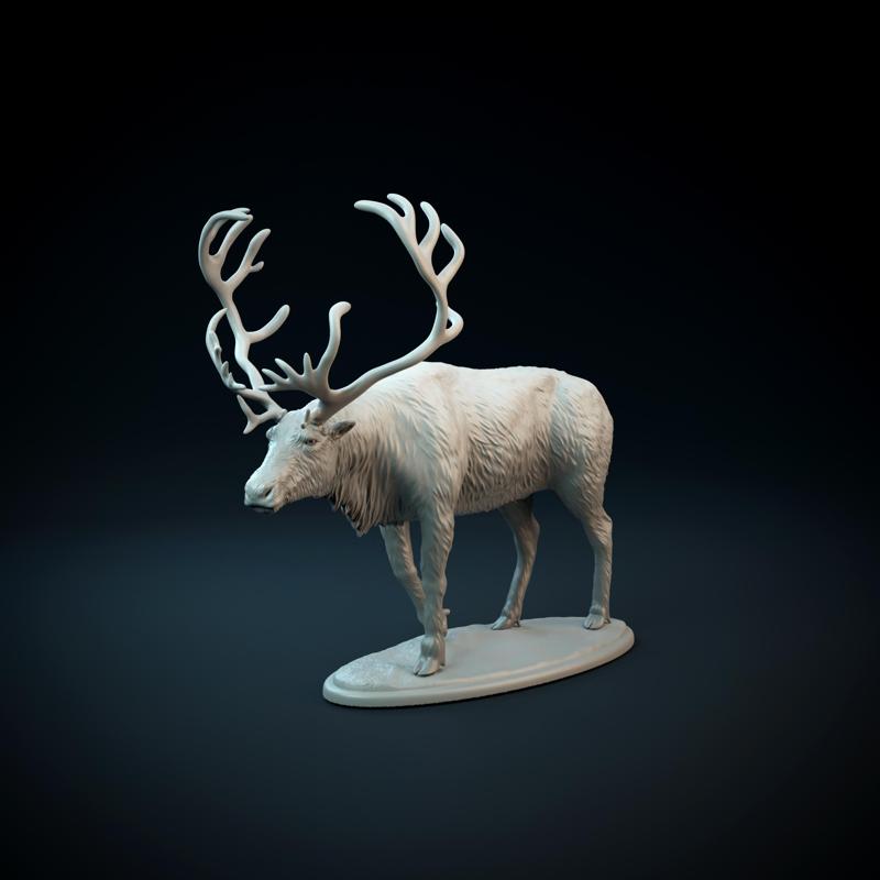 Reindeer