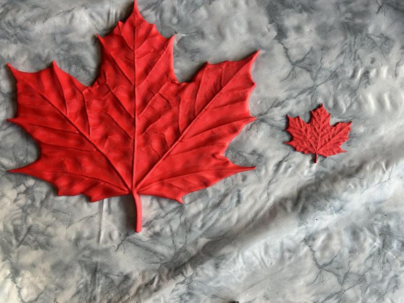 Detailed maple leaf