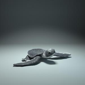 Sea Turtle Hatchling