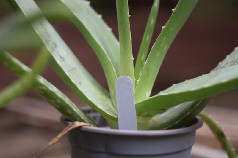 Quick Plant Label (Customizable)