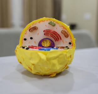 Animal Cell Model