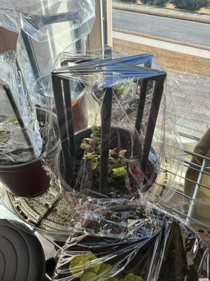 Plant Greenhouse Frame