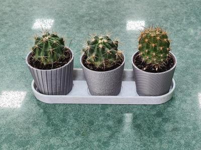 Mini Cactus