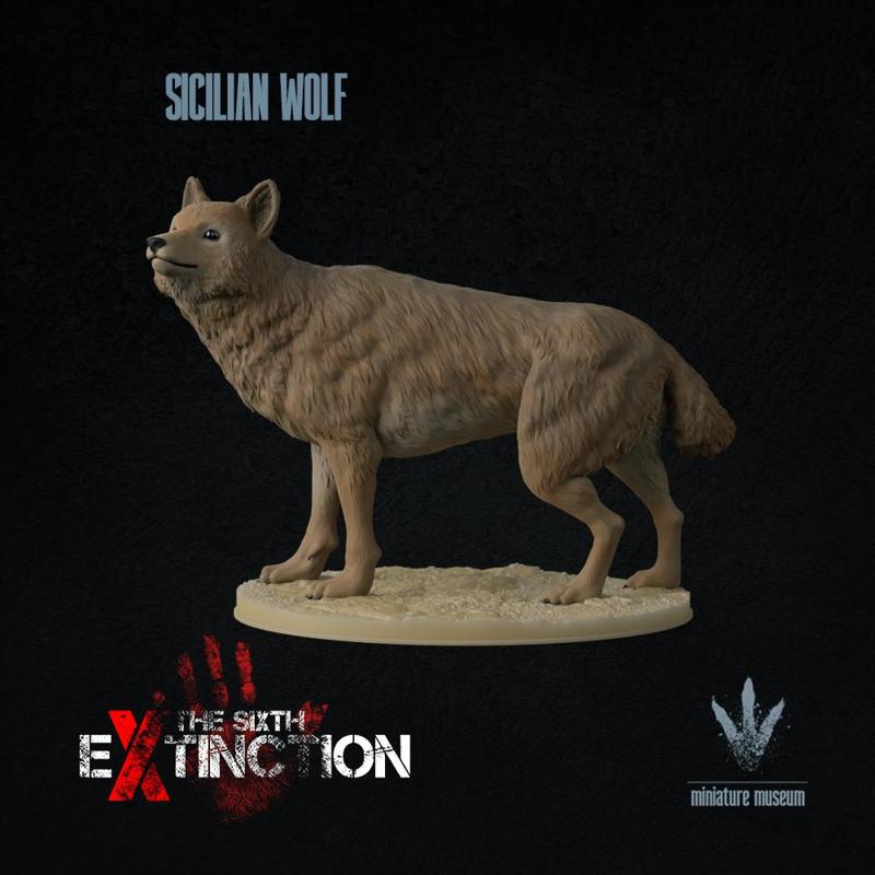 Sicilian wolf : Canis lupus cristaldii